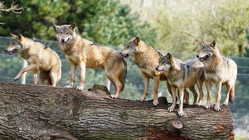 Animal Park Season 23 Episode 10 - Summer 2024: Episode 10