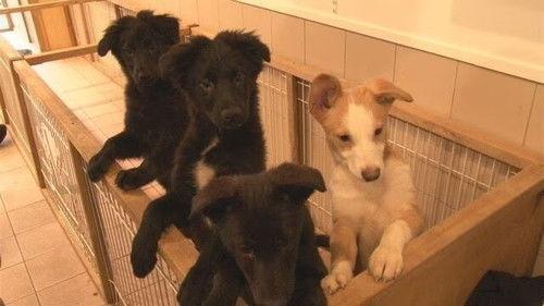 Document 72 Hours Season 7 Episode 11 - Daitokai: Dog and Cat Shelter in the Big City