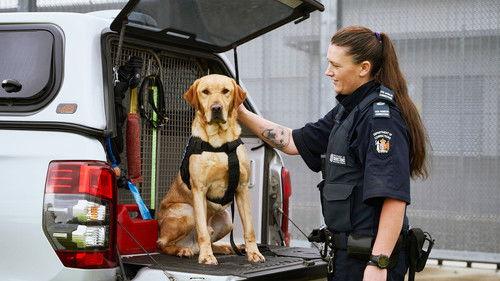 Dog Squad Season 14 Episode 7 - Episode 7