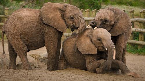 Nature Season 44 Episode 11 - Becoming Elephant: The Orphans of Reteti | Baby Steps