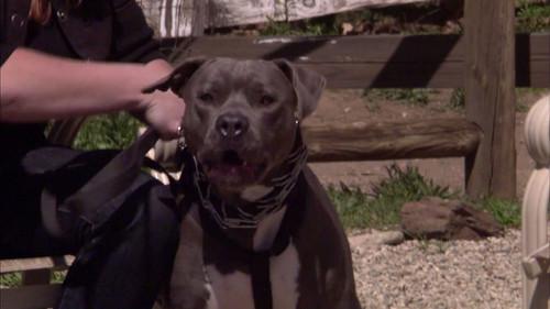 Pit Bulls and Parolees Season 2 Episode 6 - Beware of Dog