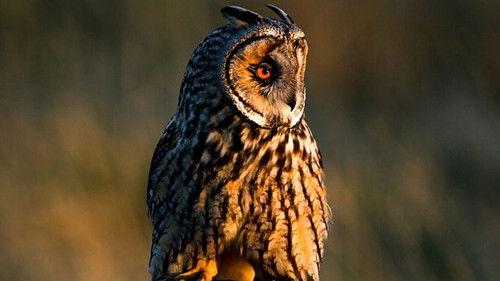 Springwatch Season 16 Episode 6 - Episode 6