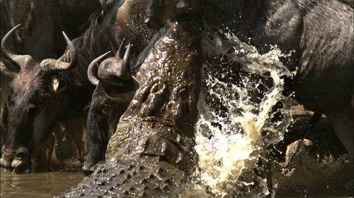 Animal Fight Night Season 3 Episode 6 - Mortal Combat