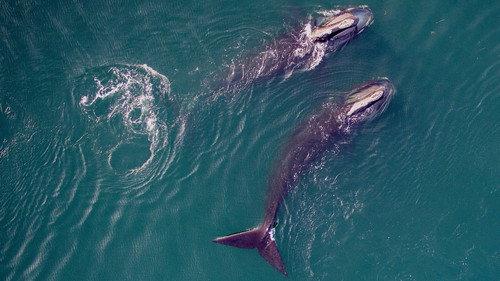 NOVA Season 50 Episode 7 - Saving the Right Whale