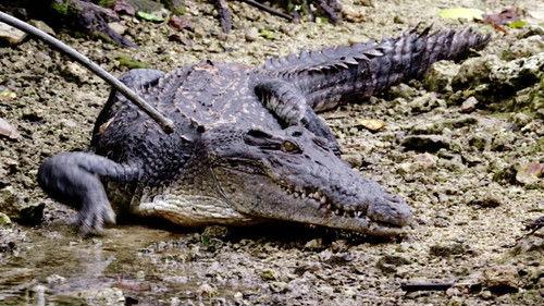 Wonders of the Ocean Season 1 Episode 2 - Predator or Prey