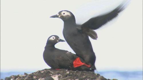 Wild Hokkaido! Season 2 Episode 20 - Teuri Island