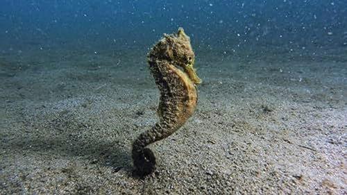 How Do Animals Do That? Season 1 Episode 30 - Burly Seahorses and Early Birds