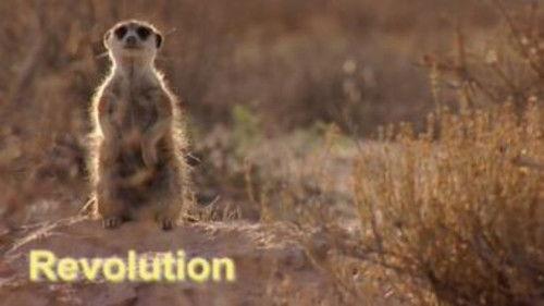 Meerkat Manor Season 1 Episode 4 - Revolution