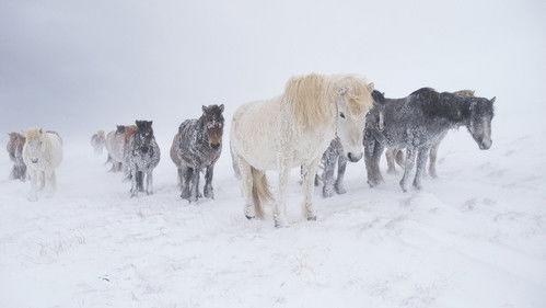 Nordic Wild Season 1 Episode 4 - Ultimate Survivors