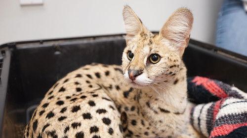 Animal ER Season 2 Episode 6 - Down the Rabbit Hole