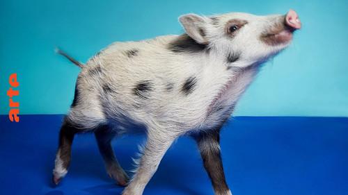 Animal Art: Photogenic Creatures Season 1 Episode 4 - Kristin Schnell