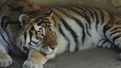 Background image for Grumpy Cat