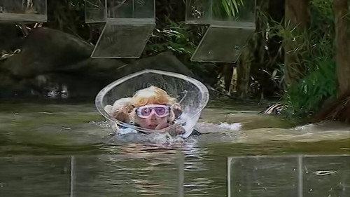 I'm a Celebrity...Get Me Out of Here! Season 5 Episode 16 - Noah's Ark