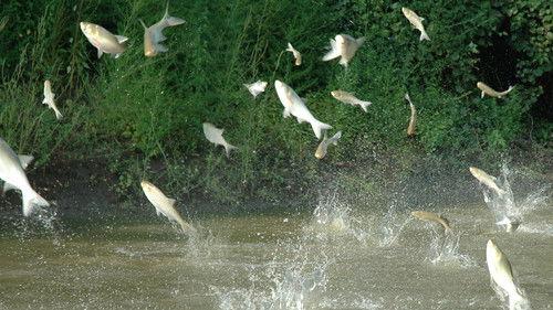 PBS News Weekend Season 7 Episode 2 - January 6, 2019