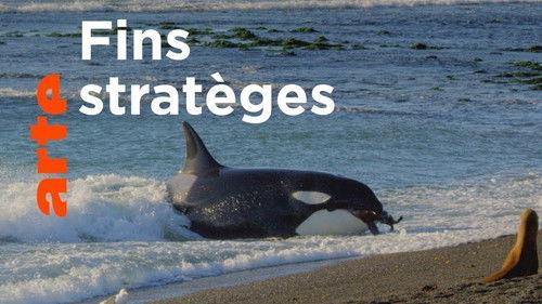 Genius Sea Hunters Season 1 Episode 2 - Hunting