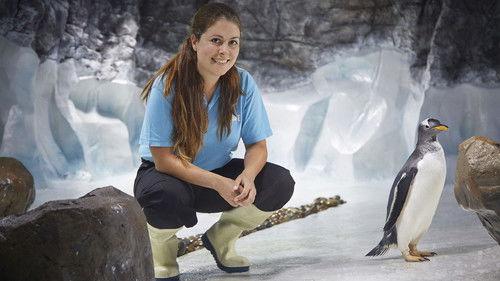 Penguins on a Plane: Great Animal Moves Season 1 Episode 1 - Episode 1