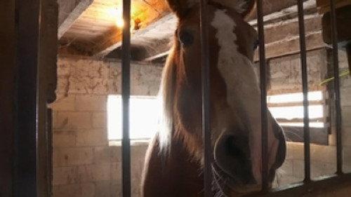 The Incredible Dr. Pol Season 15 Episode 10 - Danes of Our Lives