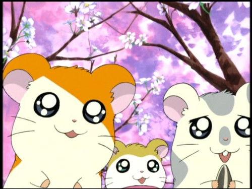 Hamtaro Season 1 Episode 40 - The Blossoms Of Friendship!