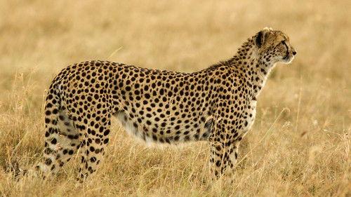 The Mating Game Season 1 Episode 1 - Grasslands: In Plain Sight