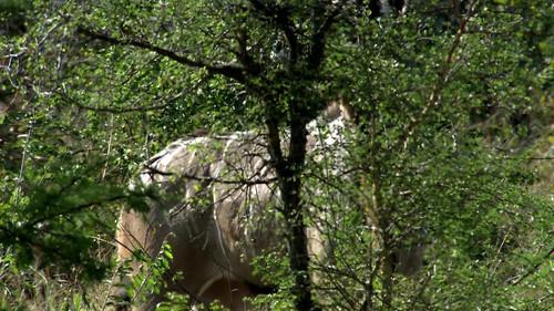 Africa's Deadliest Season 2 Episode 3 - Cat Attack