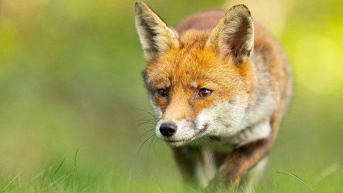 Springwatch Season 22 Episode 9 - Episode 9