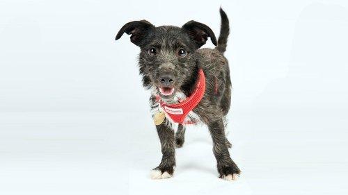 The Dog House Season 1 Episode 6 - Episode 6