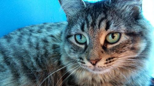 Nature Season 17 Episode 14 - Extraordinary Cats