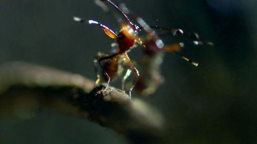 Animal Fight Night Season 2 Episode 1 - Kangaroos, Tigers, Octopus