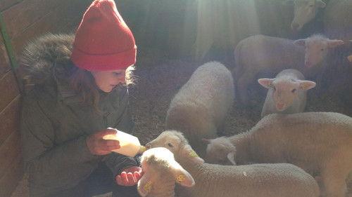 A Chef at the Shack Season 3 Episode 8 - Episode 8