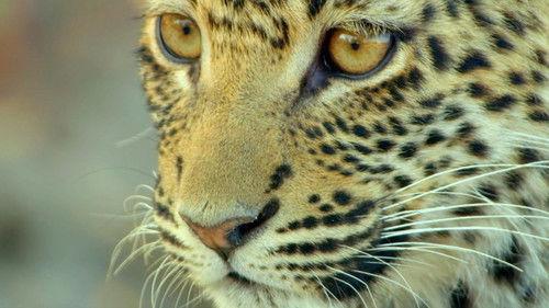 Background image for The Crown