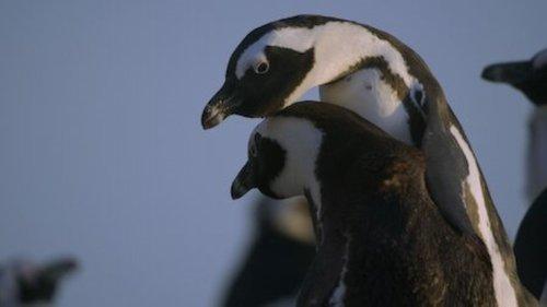 Penguin Town Season 1 Episode 2 - The Nest Generation