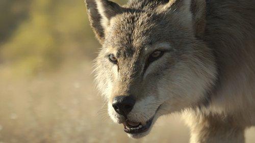 Prehistoric Planet Season 3 Episode 5 - The Big Melt