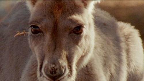 Natural World Season 19 Episode 5 - Big Red Roos