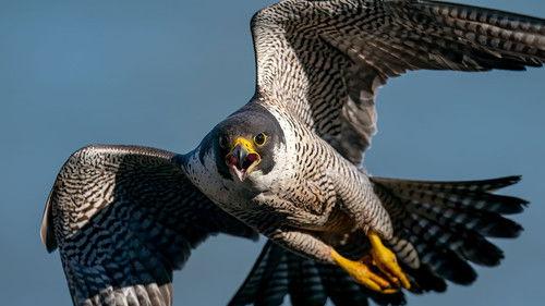 Birds Season 1 Episode 3 - Episode 3