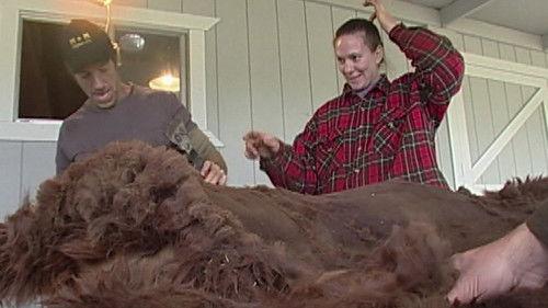 Dirty Jobs Season 2 Episode 15 - Alpaca Shearer