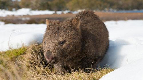 Australia Remastered Season 3 Episode 1 - Wild Alps