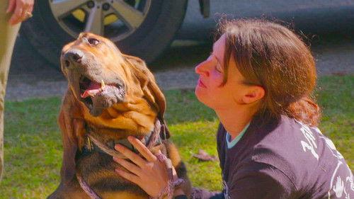 Pit Bulls and Parolees Season 18 Episode 5 - Watching from Above