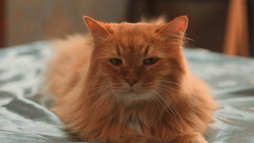 Cat-astrophe Season 1 Episode 8 - Episode 8