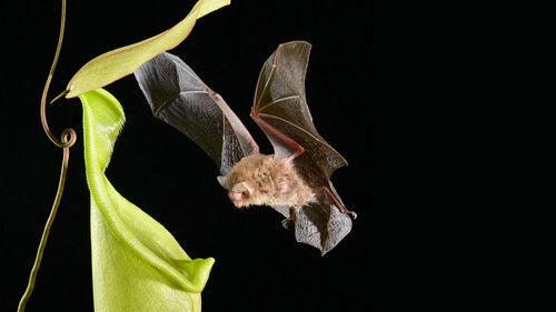 Earth's Tropical Islands Season 1 Episode 2 - Borneo