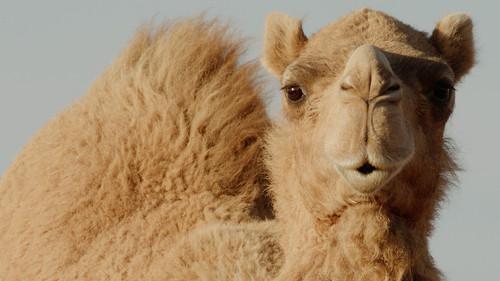 Mammals Season 1 Episode 5 - Heat