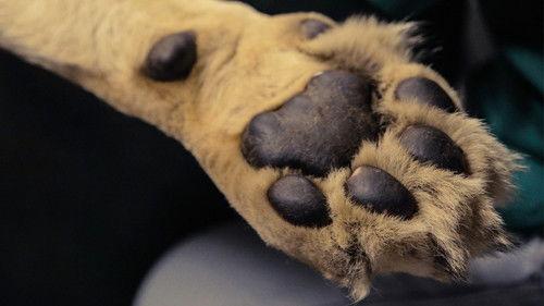 Big Animal Surgery Season 1 Episode 1 - Lion