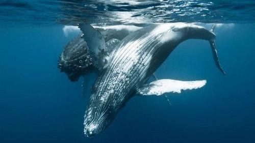 Tears of Antarctica Season 1 Episode 3 - Episode 3