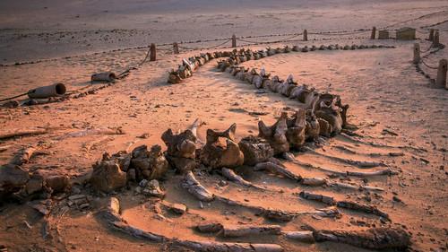 NOVA Season 51 Episode 1 - When Whales Could Walk