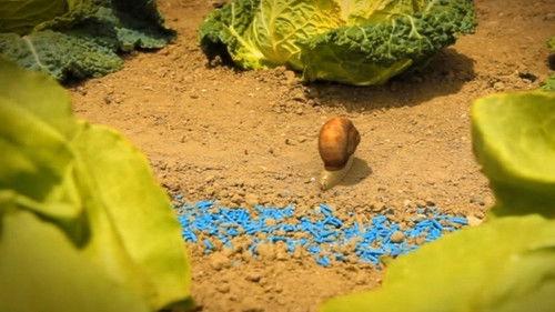 Minuscule: The Private Life of Insects Season 2 Episode 13 - The Vegetable Garden