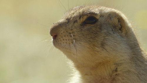 Prairie Dog Manor Season 1 Episode 5 - True Grit
