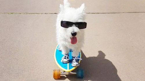 World's Funniest Animals Season 1 Episode 1 - Episode 101