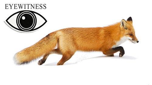 Eyewitness Season 3 Episode 13 - Survival