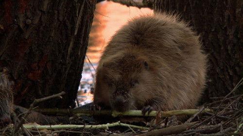 Wild Germany Season 5 Episode 4 - Episode 4