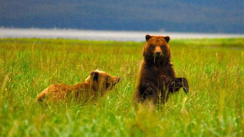Nature Season 30 Episode 6 - Fortress of the Bears