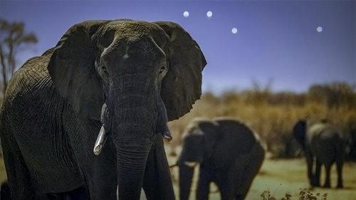 Earth at Night in Colour Season 2 Episode 1 - Elephant Plains